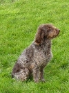 Duitse Staande hond (Stekelhaar)