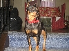 Dwergpinscher