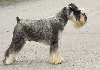 Dwergschnauzer
