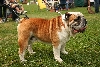 Engelse bulldog of Bulldog