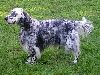 Engelse setter