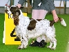 Engelse springer spani&euml;l