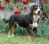 Entlebucher sennenhond