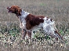 Epagneul breton
