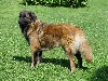 C&atilde;o da Serra da Estr&ecirc;la of Estrela berghond
