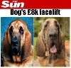 Hond krijgt facelift