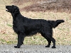 Flatcoated retriever