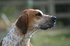 Foxhound
