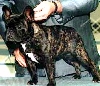 Franse bulldog