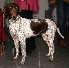 Gammel Dansk H&oslash;nsehund