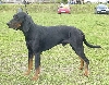 Gonczy Polski