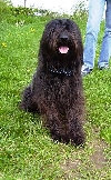 Gos d'Atura of Catalaanse herder