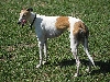 Greyhound