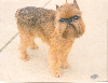Griffon bruxellois