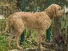 Griffon fauve de Bretagne