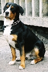 Grote Zwitserse sennenhond