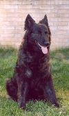 Hollandse herder