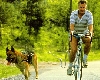 Fietsen met de hond