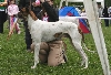 Hongaarse windhond of Magyar ag&aacute;r