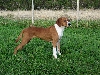Hygenhund