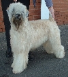 Ierse softcoated wheaten terri&euml;r