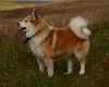 IJslandse hond
