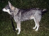J&auml;mthund of Zweedse elandhond