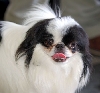 Japanse spani&euml;l of Chin