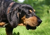 Jura Laufhund