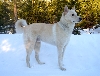 Kana&auml;nhond