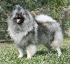 Keeshond