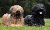 Briard Kring Nederland