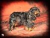 King Charles-spani&euml;l