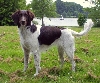 Kleine M&uuml;nsterl&auml;nder of Heidewachtel
