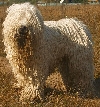 Komondor