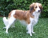 Kooikerhondje
