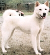 Koreaanse jindohond