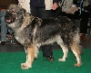 Kraski ovcar of Karstherder
