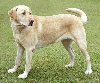 Labrador retriever