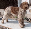 Lagotto romagnolo