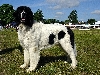 Landseer