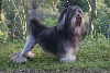 Leeuwhondje