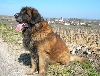 Leonberger