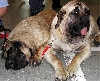 Mastiff