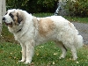 Mast&iacute;n del Pirineo of Pyrenese mastiff