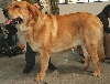 Mast&iacute;n espa&ntilde;ol of Spaanse mastiff