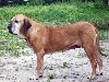 Tahuahua v.'t Swift College
