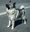 Noorse elandhond