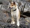 Noorse lundehond
