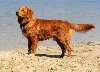 Nova Scotia duck tolling retriever of Toller